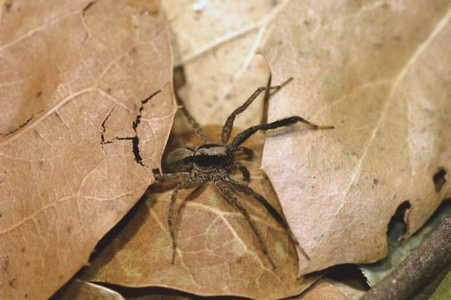 검은색 털 다발로 덮인 앞다리의 장식이 보인다. 두 다리가 크기가 같고 장식이 대칭적인 것으로 보아 자라면서 다리를 잃어버린 적이 없는 북미붓다리늑대거미 성체다. 수컷은 암컷의 존재를 감지하면 앞다리를 수시로 들었다가 내리면서 바닥을 두드리는 구애 신호를 보낸다.Eileen Hebets 제공