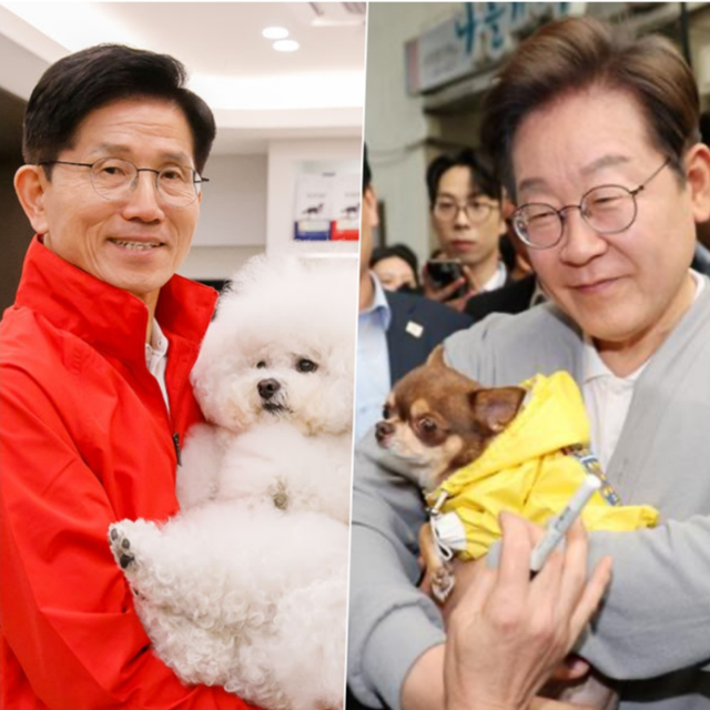 김문수 국민의힘 대통령후보가 13일 동물병원을 방문해 반려견을 안고 사진 촬영을 하고 있다.(왼쪽) 이재명 더불어민주당 대통령후보가 11일 전남 강진군 강진오감통시장을 찾아 한 지지자의 반려견을 품에 안고 인사하고 있다. 국민의힘 선대위 제공, 뉴시스