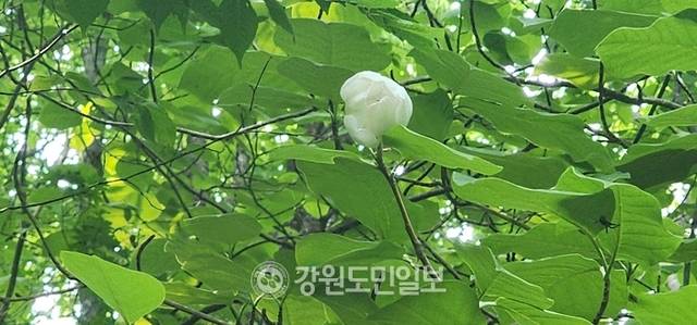 ▲ 인제 대암산은 분지·습원 등 지형적으로 다양한 특징을 갖고 있고, 기후조건이 특이해 많은 희귀동식물이 서식하고 있다. 대암산 산목련이 수줍게 고개를 내밀었다. 이동명 기자