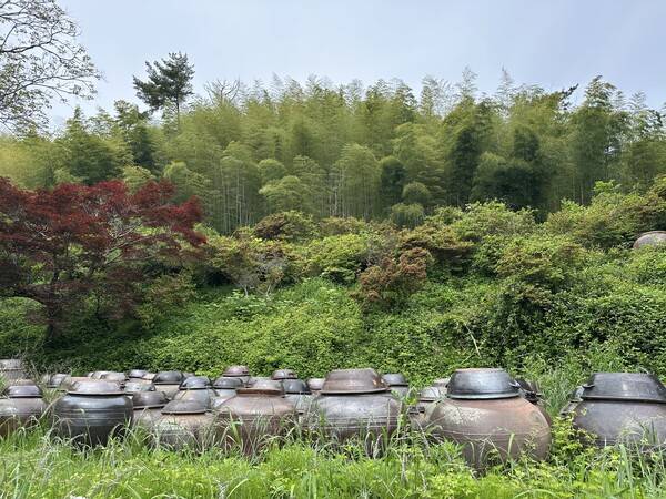 대밭고을 양조장 맞은편 항아리 뒤로 대나무숲이 우거져 있다. /이영호 기자