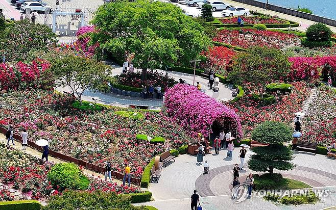 2025 삼척 장미축제 찾은 관광객들 (삼척=연합뉴스) 양지웅 기자 = 30일 강원 삼척시 장미공원 일원에서 진행 중인 2025 삼척 장미축제를 찾은 관광객과 시민들이 맑은 날씨 속에서 계절을 즐기고 있다. 2025.5.30 yangdoo@yna.co.kr