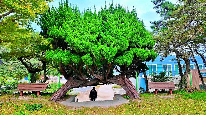 어청도 초등학교의 명품 향나무. 일명 사랑나무라 불린다.