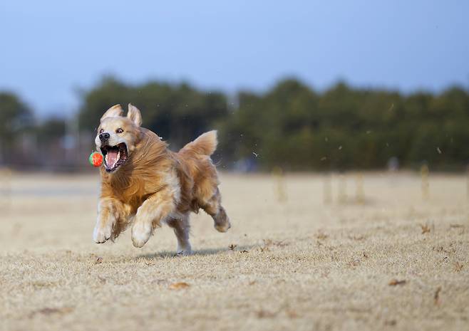 마누는 공놀이할 때면 항상 신나는 표정이 나왔다고 했다. 2023년 1월./ 사진가 김원범