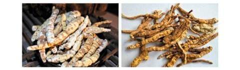 '진짜' 백수오(왼쪽)와 '가짜 백수오'로 알려진 이엽우피소.