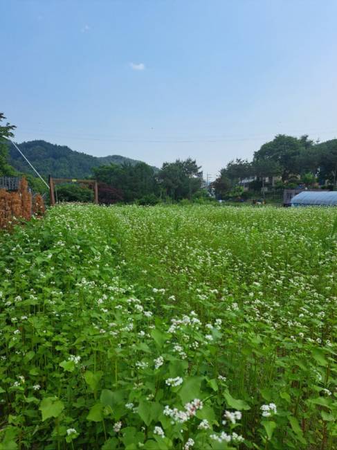 ▲ 7일 강촌 메밀꽃 페스타가 열리는 강촌 출렁다리 일원에 조성된 메밀밭.