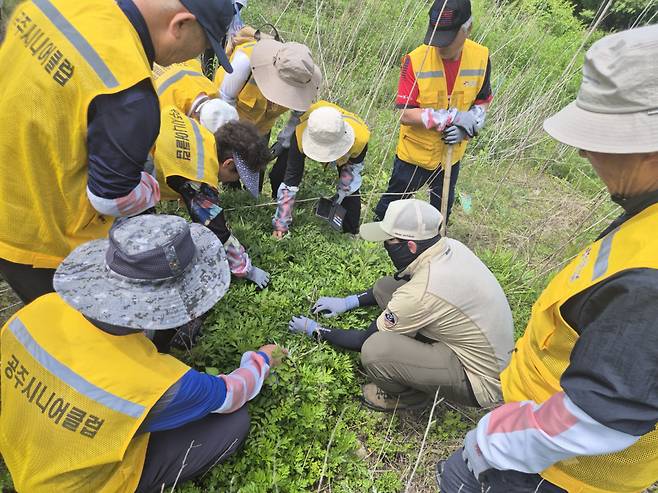 충남 공주시니어클럽 어르신 예찰팀이 지난 5월20일 계룡산국립공원에서 생태계 교란 식물 단풍잎돼지풀 서식지를 발견해 좌표를 기록하고 있다.