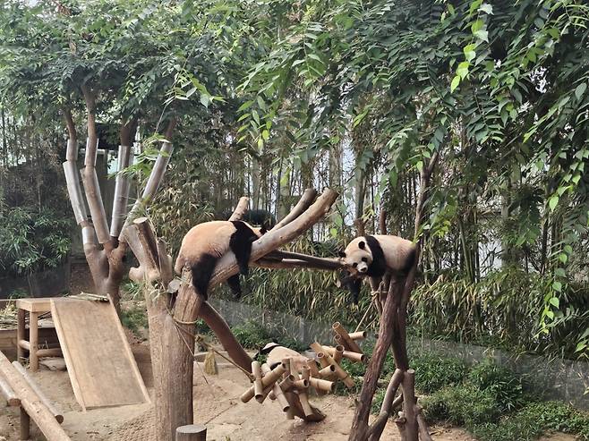 나무 위에서 자고 있는 루이·후이바오와 엄마인 아이바오/사진=김온유 기