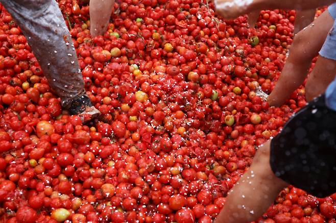 남미에서도 주요 토마토 산지인 콜롬비아가 '토마티나' 축제를 개최했다. 사진은 지난 1일(현지시각) 콜롬비아 수타마르칸에서 열린 토마티나 축제에서 '토마토 싸움' 놀이에 사용할 식용이 불가능한 토마토가 쌓여 있는 모습. /사진=로이터