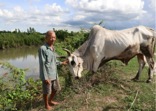 베트남 안장성 호아탄 마을에서 쩐반포씨가 어릴 적 소에게 받은 은혜를 갚기 위해 남은 생을 보내는 사연이 화제가 되고 있다. 그는 도살장에 처음 구한 소가 늙고 약해지자 지극정성으로 보살피고 있다. 출처=탄니엔