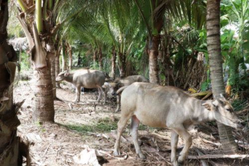 쩐반포씨가 베트남 안장성 호아탄 마을에 조성한 7000㎡ 공간에는 도살장에서 구출한 소들이 지내고 있다. 출처=탄니엔