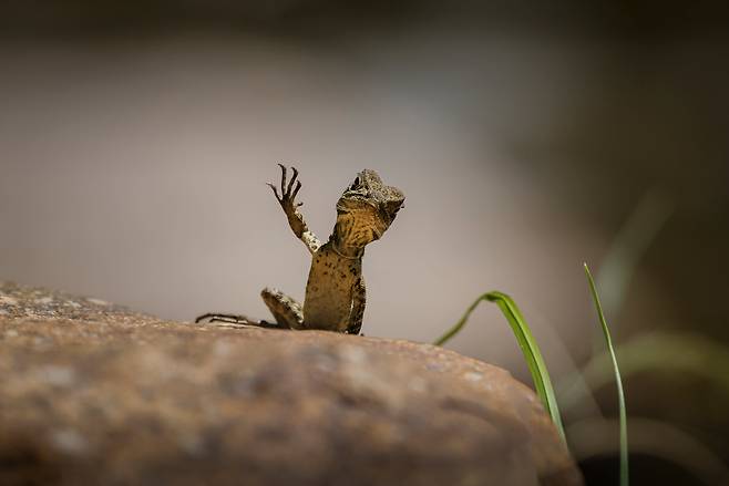 Trevor Rix, 용의 인사/The Comedy Wildlife Photography Awards 2025
