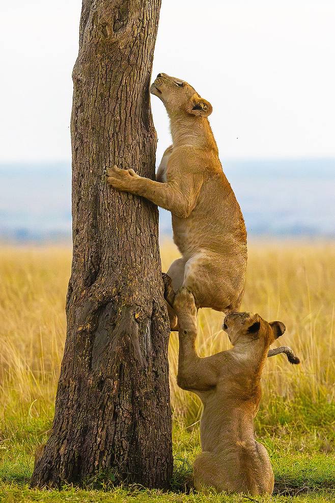 Bhargava Srivari, 다 왔어 힘내/The Comedy Wildlife Photography Awards 2025