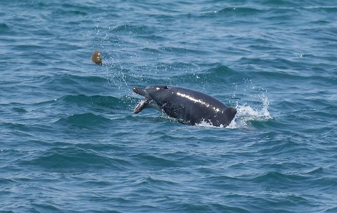 제주 해안에서 발견된 돌고래 '턱이' (오승목 다큐제주 감독 제공)