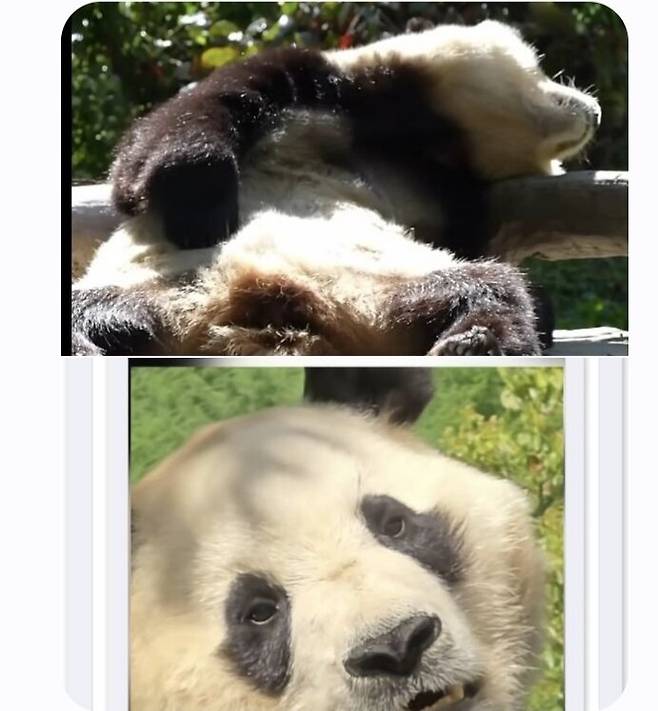 푸바오 팬들이 사진으로 보여주며 주장한 최근 푸바오의 무기력한 모습