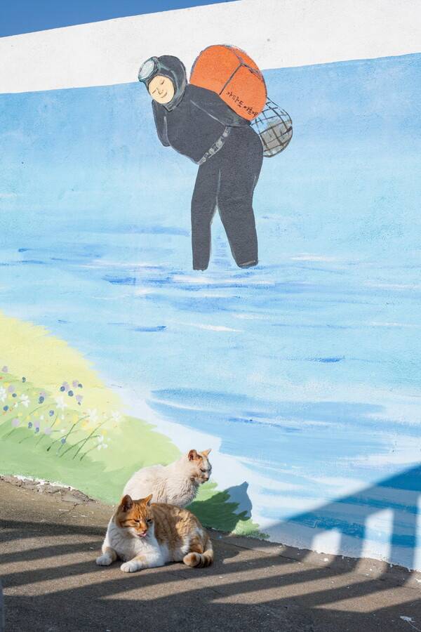 가파도는 점차 고양이들이 행복한 섬으로 변신해 가는 중이다