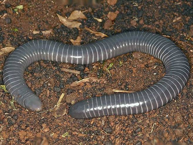 지렁이를 빼닮았지만 개구리와 도롱뇽과 같은 척추동물 양서류인 무족영원/Utah State University