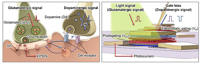 뇌 시냅스에서 일어나는 도파민-글루타메이트 신호 전달 경로(왼쪽)를 모방한 광트랜지스터(오른쪽)./울산과학기술원(UNIST)