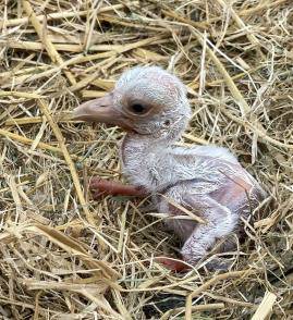 일본 효고현립 황새고향공원에 보낸 알 5개 중 1마리가 부화한 모습.사진=예산군 제공