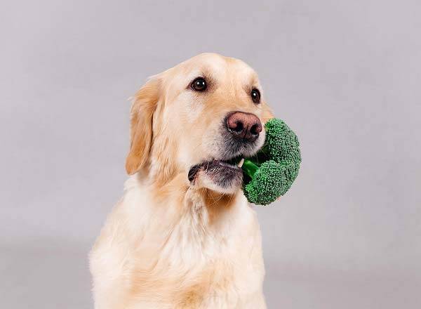 브로콜리는 반려견이 좋아하는 건강 간식 중 하나지만 잘못 급여하면 오히려 반려견의 건강에 악영향을 미칠 수 있다. /사진=게티이미지뱅크