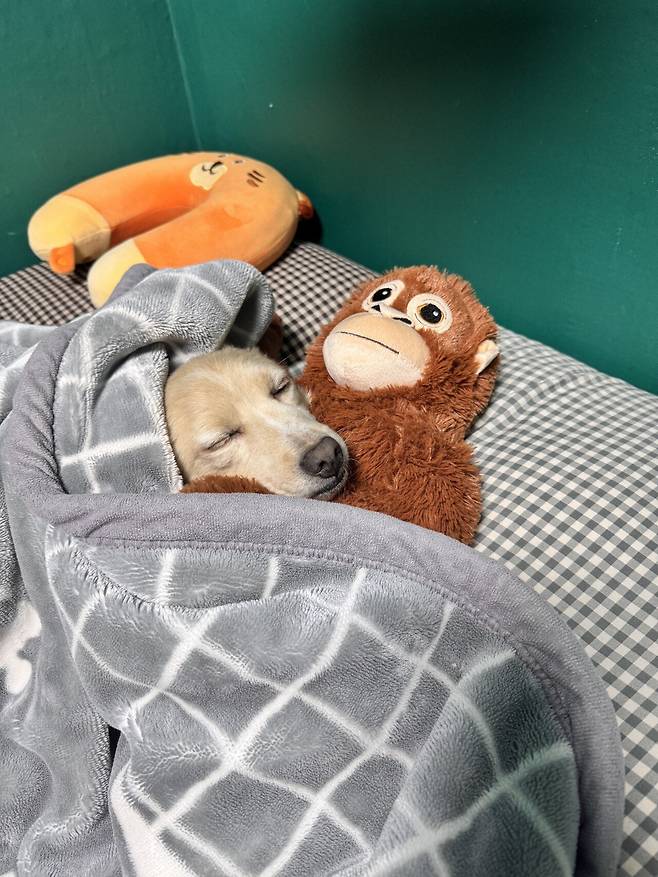 IMG_7153.jpeg 유기견 근황