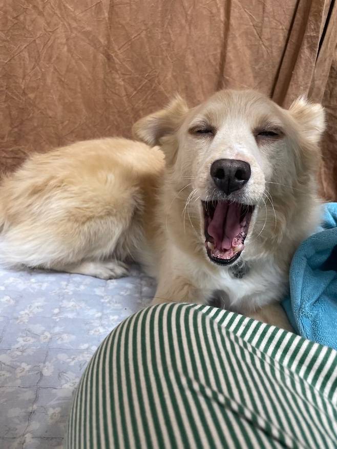 IMG_7470.jpeg 유기견 근황