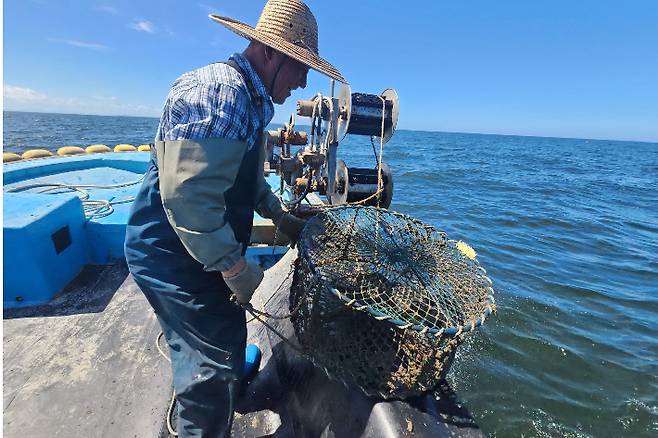 군산시가 갑오징어 산란서식지 조성사업을 추진하고 있다. 군산시 제공