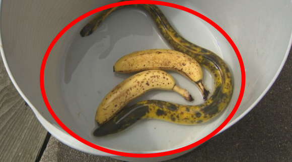 일본에서 시마네현 이즈모시에 위치한 기수호인 진자이호에서 ‘바나나 장어’라고 불리는 희귀한 장어가 잡혔다. BBS산인방송 캡처