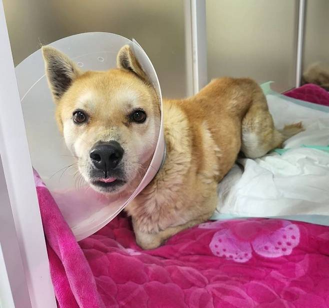 구조된 유기견 '벨'. 인스타그램 캡처