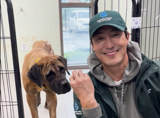 배우 다니엘 헤니가 지난달 9일 경기 파주시 보호소에서 미국 재활센터로 이송 전 화상 치료를 받고 있는 도사견 구원, 호우와 만났다. 휴메인 월드 포 애니멀즈 제공