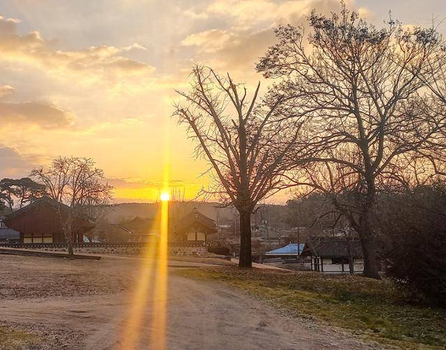지난 2025년 1월 1일, 성상문선생유허지에서 바라본 일출. 성삼문 오동나무(오른쪽)와 100년 은행나무(가운데), 성삼문 오동나무 후계목(왼쪽) 뒤로 새해 첫 태양이 떠오르고 있다. 이제는 영영 만날 수 없는 풍경이 됐다. 독자 제공