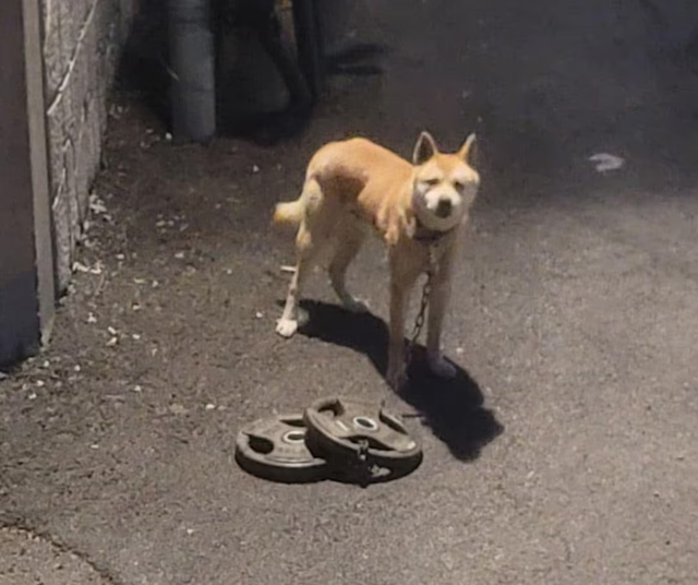 강아지 목줄에 30kg 무게의 바벨 원판이 매달려 있다. SNS 캡쳐