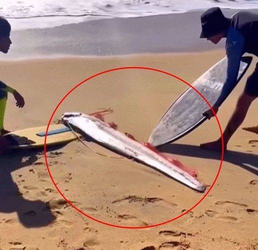 올해 1월 멕시코 바하 캘리포니아 주 남쪽에서 발견된 대형 산갈치. 인스타그램 갈무리