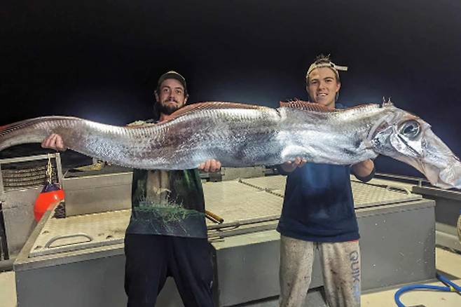 지난해 9월 호주에서 낚시로 잡힌 산갈치. 페이스북(Fishing Australia TV)