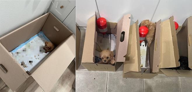 종이박스에 관리되고 있는 강아지들. 해당 종이상자는 경매장에서 분양 시 제공되는 상자다(A씨 제공). ⓒ 뉴스1