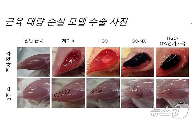 근육 대량 손실 모델 수술 사진(지스트 제공, 재판매 및 DB금지)