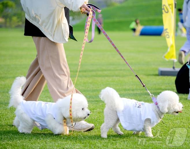 산책하는 반려견들. 뉴스1