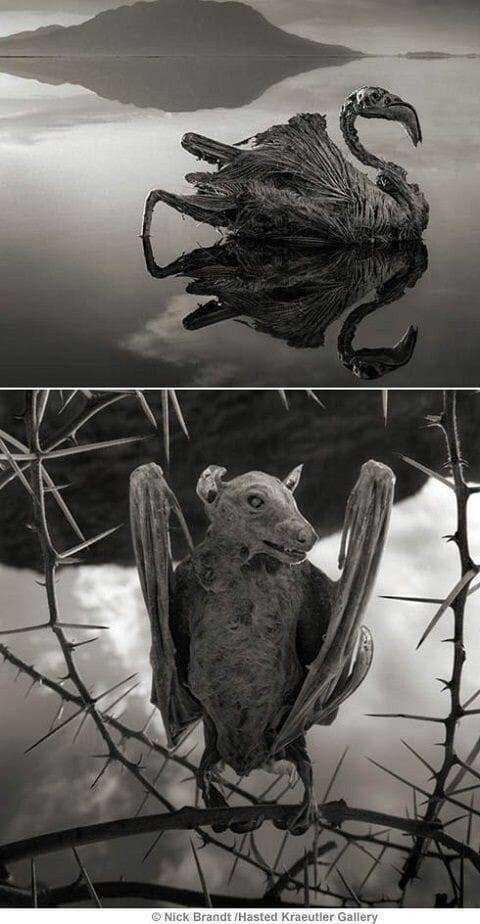 영국 사진작가 닉 브랜트가 나트론 호수의 모습을 촬영한 사진 (사진=닉 브랜트)