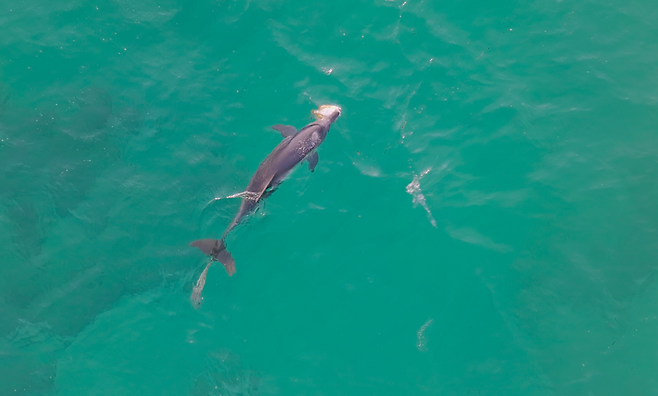 지난해 11월 4일 제주시 구좌읍 행원리 바다에서 발견된 남방큰돌고래 '행운', 당시에는 꼬리에 비교적 짧은 폐어구가 감겨 있었다. (다큐제주, 제주대학교 고래·해양생물보전연구센터 제공)