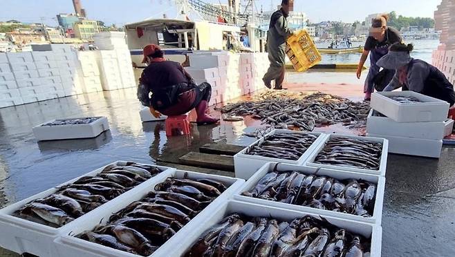 금어기가 끝나고도 한동안 안 잡혔던 오징어 어획량이 5월말부터 급증하자 강릉 주문진항 어민들의 손길이 바빠졌다. 연합뉴스
