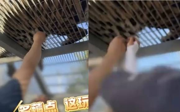 중국 랴오닝성 다롄의 한 동물원에서 관람객들이 호랑이 우리를 향해 손을 뻗어 호랑이의 털을 뽑는 모습을 담은 영상이 온라인에서 확산됐다. 자료 : 중국 온라인 커뮤니티