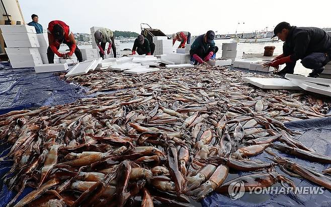 어획량 늘고 있는 동해안 오징어 (강릉=연합뉴스) 유형재 기자 = 10일 강원 강릉시 주문진항 어판장에서 어민들이 채낚기 어선이 잡아 온 오징어를 선별해 상자에 담고 있다.
최근 동해안에서는 그동안 좀처럼 잡히지 않던 오징어 어획량이 점차 늘고 있다. 2025.6.10 yoo21@yna.co.kr