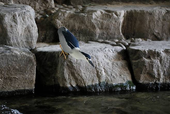 지난 5월 29일 해오라기 한마리가 청계천에서 물고기 사냥을 위해 물로 뛰어들기 직전 목을 길게 빼고 있다.몸길이 35cm 정도의 왜가리과 새다.야행성으로 알려져 있지만 청계천에 사는 해오라기는 낮에도 사냥을 한다./ 전기병 기자