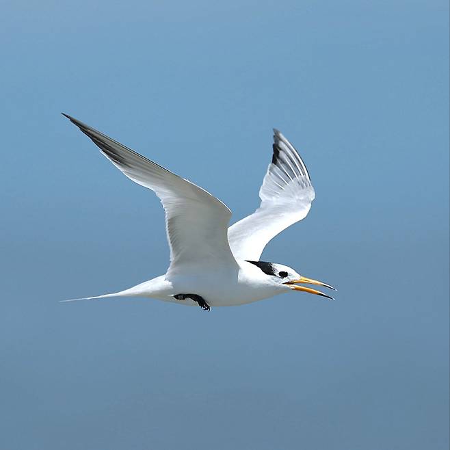 뿔제비갈매기(학명: Thalasseus bernsteini) 환경부 제공