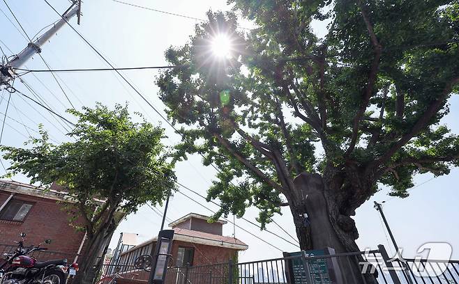 11일 서울 용산구 한남5구역에 위치한 보호수가 햇살을 막아주고 있다.