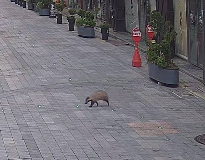 충장로 활보하는 너구리 모습. 연합뉴스