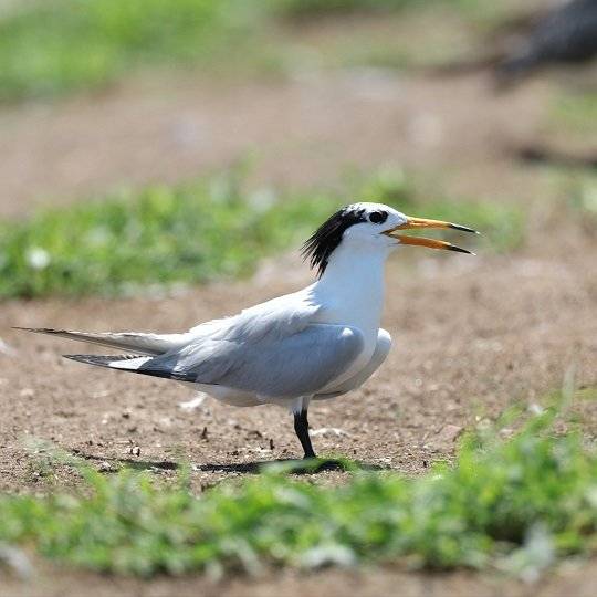 국립호남권생물자원관과 국립생태원이 멸종위기 Ⅰ급 ‘뿔제비갈매기’(사진)의 유전체를 염색체 단위까지 해독하는 데 성공했다. 유전다양성이 자이언트판다보다 낮은 것으로 확인되며, 복원 전략 수립의 과학적 기반이 마련됐다. (출처: 환경부)