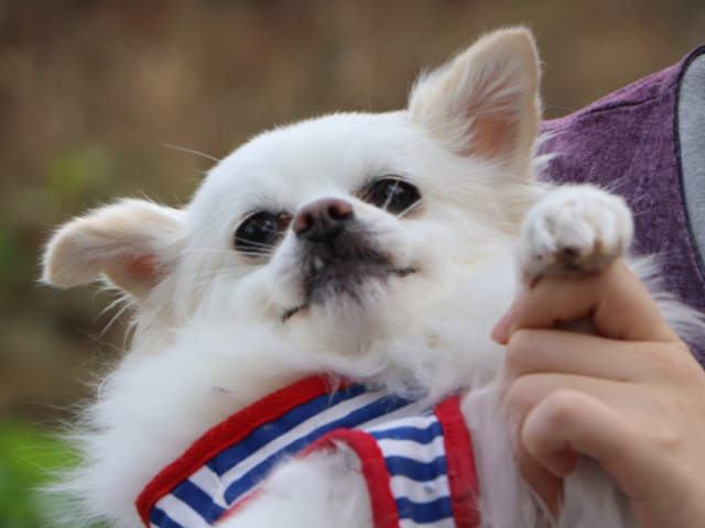 불법 번식장에서 구조돼 동물자유연대 보호소 '온센터'에서 보호받고 있는 개 '졸리'의 모습. 동물자유연대 제공