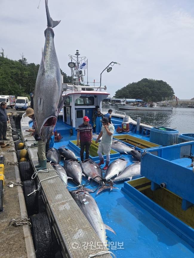 ▲ 최북단 고성군 가진 연안에서 13일 참다랑어 15마리가 무더기로 잡혀 화제다. 이날 잡힌 참다랑어는 200kg∼150kg짜리 15마리로 최고 위판가는 300여만원에 이른다.