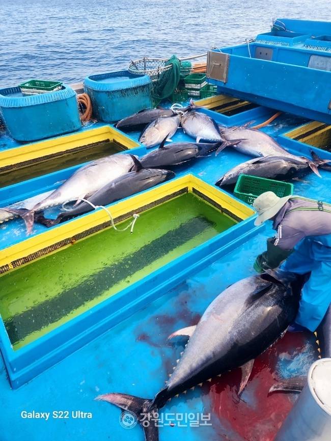 ▲ 최북단 고성군 가진 연안에서 13일 참다랑어 15마리가 무더기로 잡혀 화제다. 이날 잡힌 참다랑어는 200㎏∼150㎏짜리 15마리로 최고 위판가는 300여만원에 이른다.