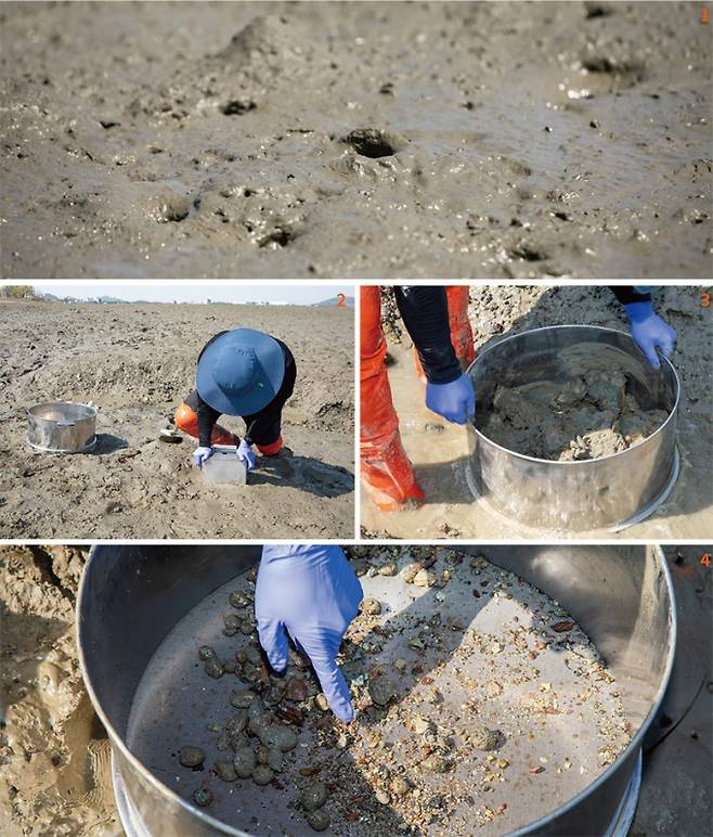 1. 칠게가 뚫어놓은 서식굴. 2, 3, 4 서동건 KIOST 연구원이 갯벌 정점 조사를 시연하고 있다. 먼저 정해진 넓이의 갯벌 표토를 채취한 뒤 체에 옮겨담고 흐르는 물로 씻어낸다. 그후 체에 남은 갯벌 생물을 동정한다. 과학동아 제공